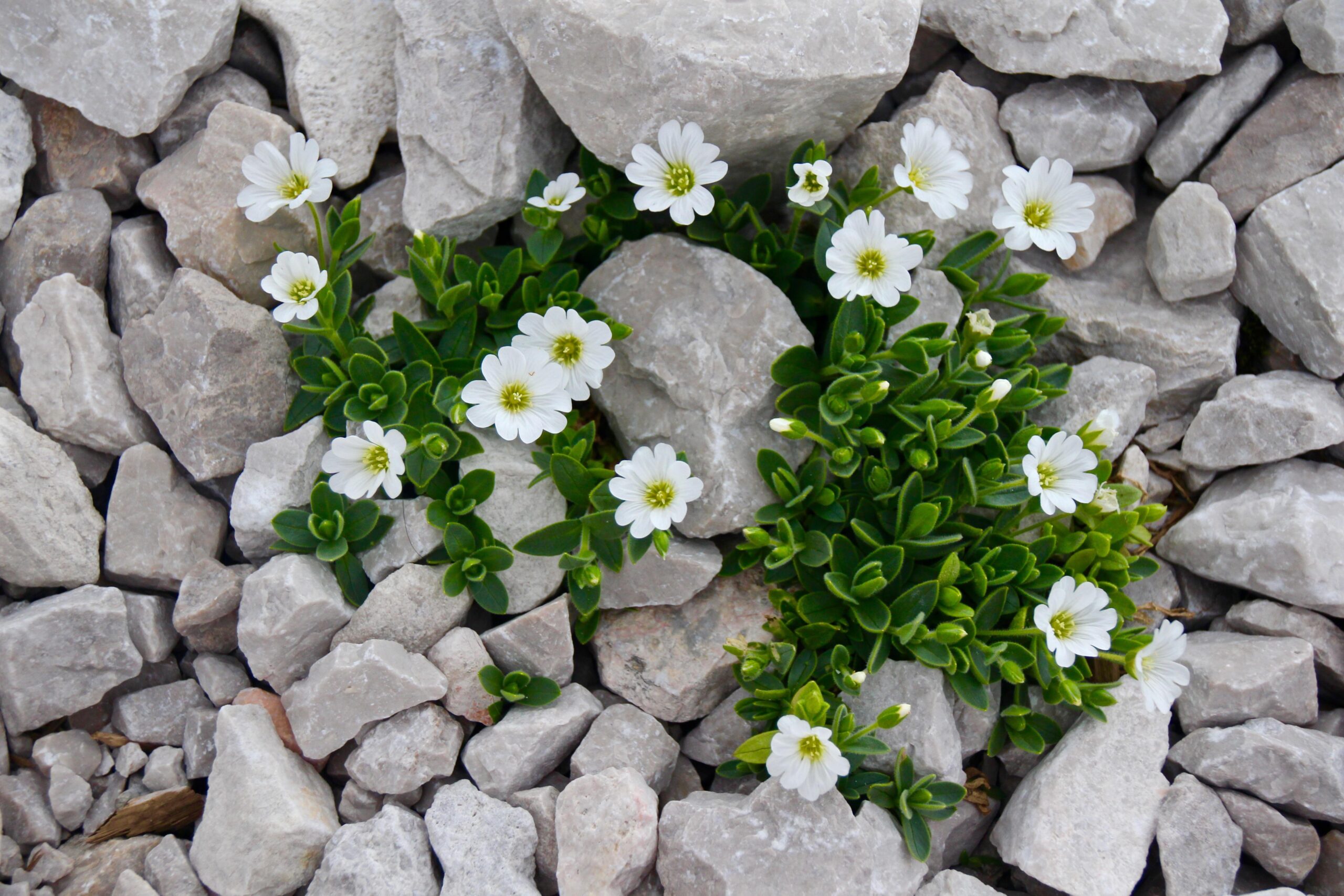 chickweed plant growing in the rocks, white flowers and leaves