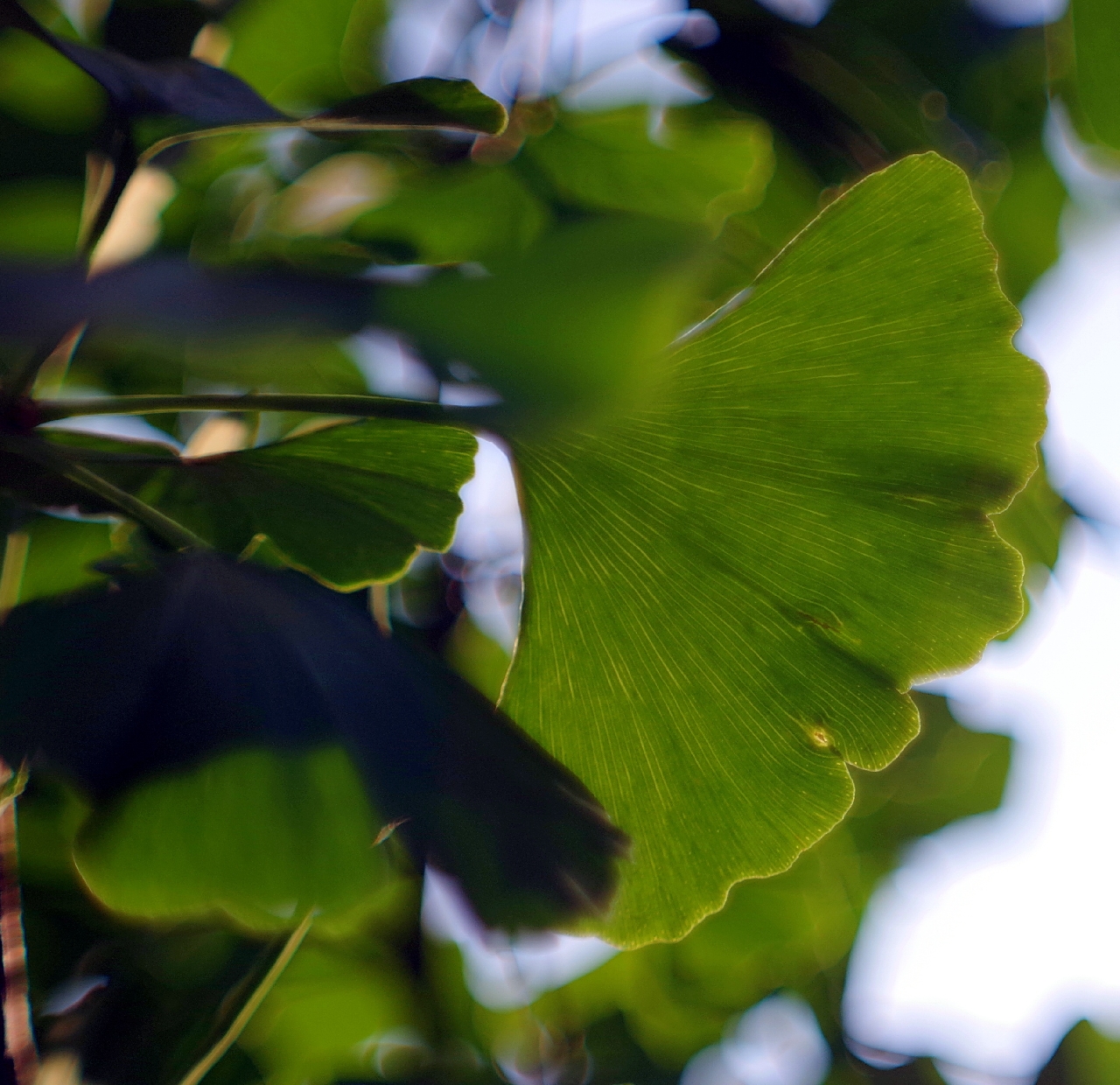the leaves of the gingko plant