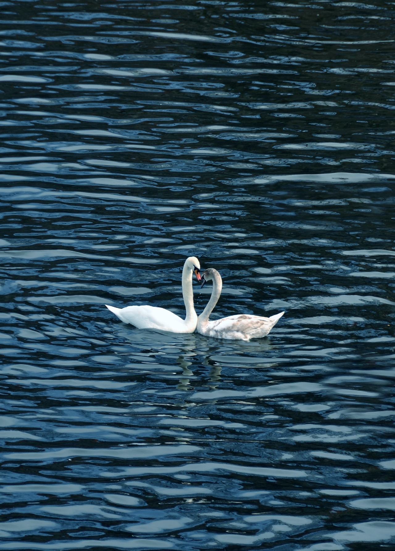 2 swans in a lake and thier necks are coming together like a heart
