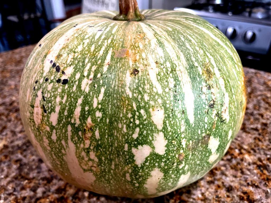 SMall green pumpkin whole on the counter