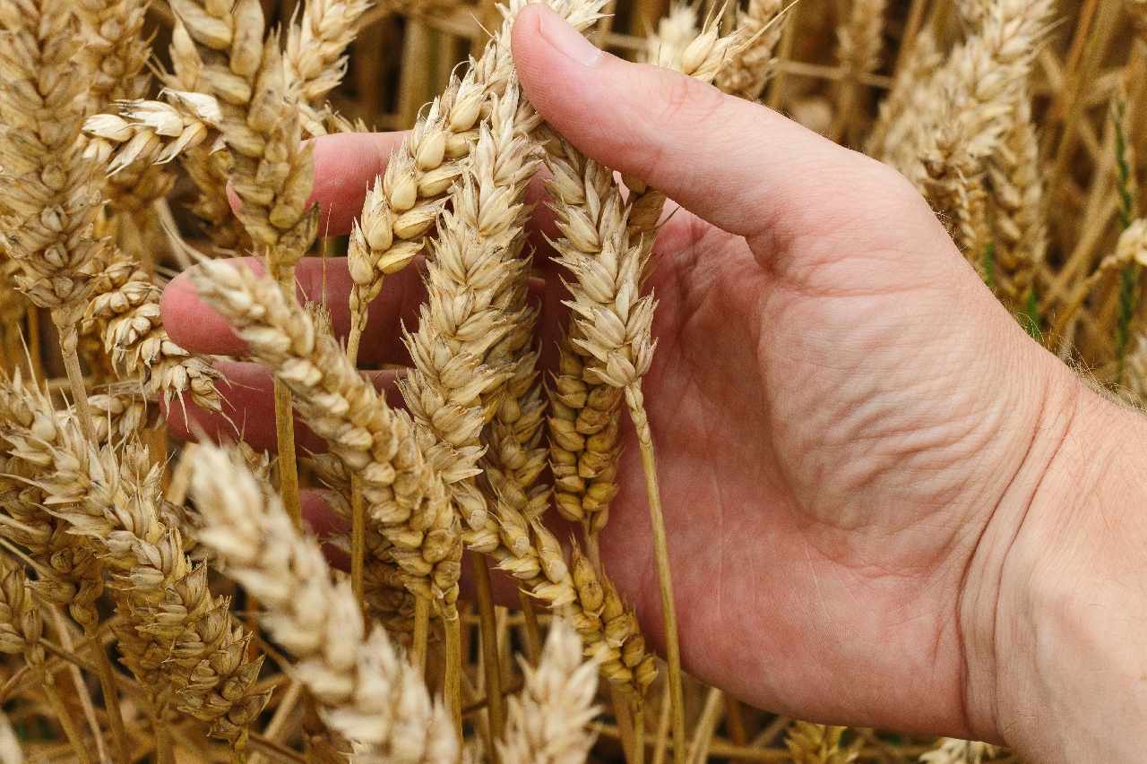 a person holding wheat grains in the hand on a field
