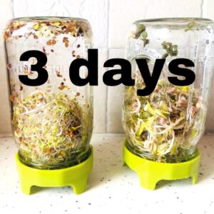 2 jars of sprouts growing with green lids turned down
