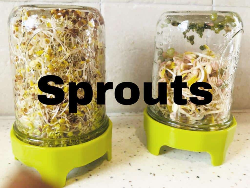 2 jars of sprouts with the lid on turned upside down so the water can drain. 